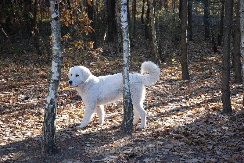 szelma (6).jpg - Owczarek Podhalański - CZARODZIEJKA CZACZA Badziar (6 miesięcy)